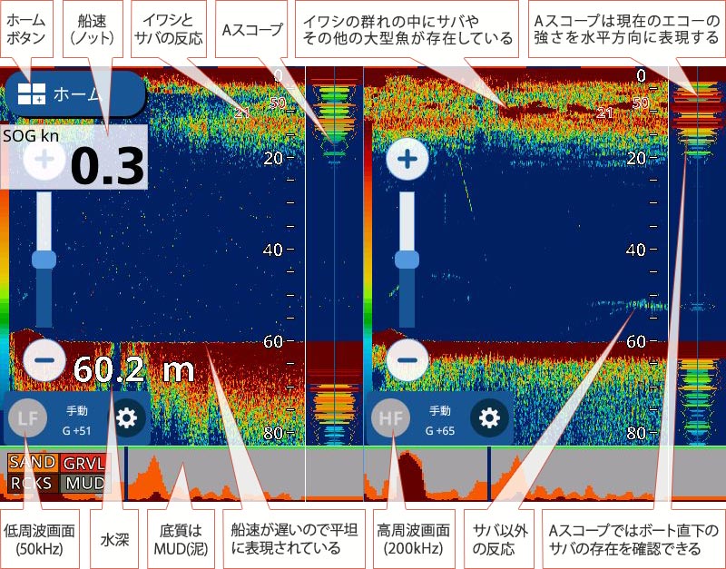  マサバを追う vol.2 魚探映像イワシ